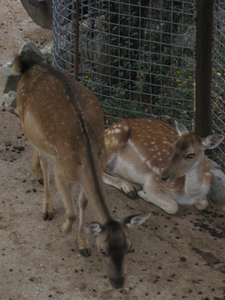 Пятнистые олени в ялтинском зоопарке «Сказка»