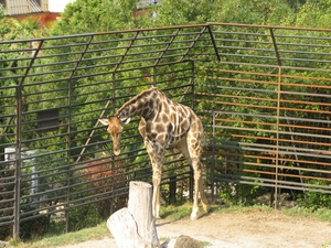 Жираф в зоопарке Ялты