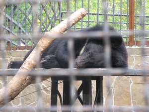 Спящий гималайский медведь