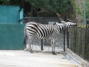 Сообразительная зебра в зоопарке Ялты