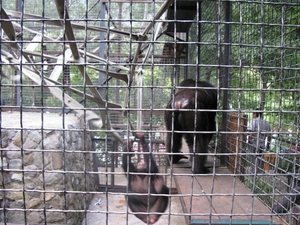 Беспокойные шимпанзе в зоопарке «Сказка»