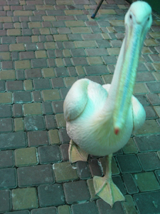 Гуляющий пеликан в ялтинском зоопарке