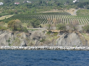 Виноградники на берегу моря