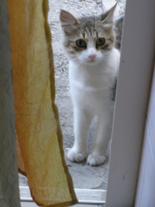 Глазастый котик из Гурзуфа заглянул в гости