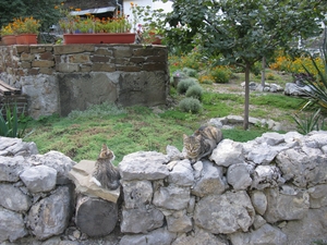 Коты Косьмо-Дамиановского монастыря в Крыму