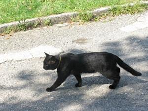 Кот в парке Карасан