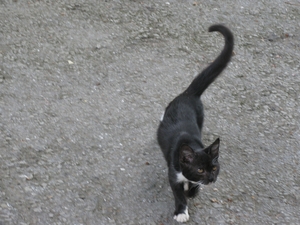 Котик в парке Карасан