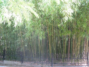 Бамбуковая роща в парке Карасан в Крыму