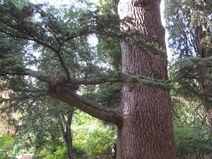 Старое высокое дерево в парке Карасан
