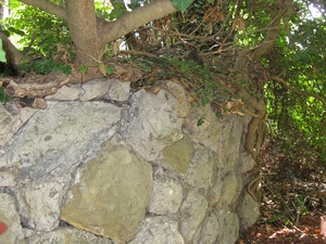 Мощные лианы вдоль стены в парке Карасан