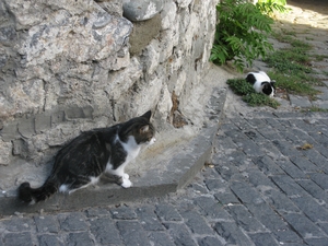 Коты на улице Чехова в Гурзуфе