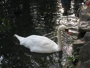 Белый лебедь в озере парка