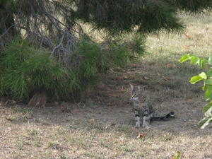 Кот под ёлочкой в парке Ливадийского дворца в Крыму