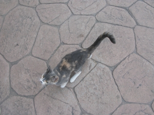 Котёнок на набережной в Гурзуфе
