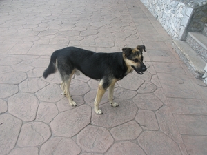 Собака на набережной в Гурзуфе
